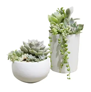 多肉植物の寄せ植え